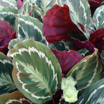 Calathea Roseo Picta Plant